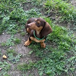 Choc and tan girl 2 - Chocolate and tan female Dachshund puppy in Saint Jo, Texas from Reeves Dashing-Hounds