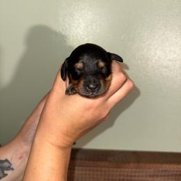 Black and Tan - Black and tan female Dachshund puppy in Williston, Florida from Teenie Weenie Dachshunds