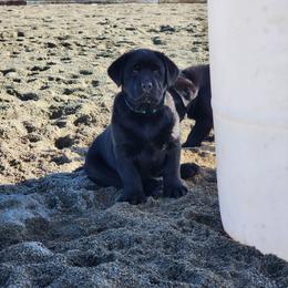Light Blue Collar - Black female Labrador Retriever puppy in Yelm, Washington from Prince Labradors