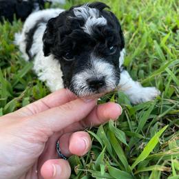 Bandit - Parti male Poodle puppy in Bee Branch, Arkansas from Scroggins Creek Doodles