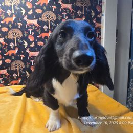 Sorin - Black male Dachshund puppy in Willard, Utah from Simply Sharing Love