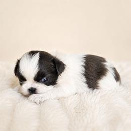 Beck - Blue and white male Shih Tzu puppy in Smithville, Georgia from The Luckie Puppy