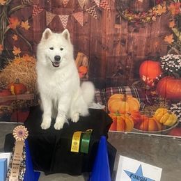Samoyeds from Haku