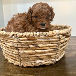 Woody - Red male Cavapoo puppy in Spanish Fork, Utah from Poseydoodle