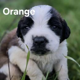Saint Bernard Puppies from Eagle Mountain Saints