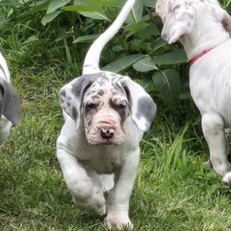 Lima - Blue and white male Great Dane puppy in Monroe County, Pennsylvania from Poke-A-Nose Danes