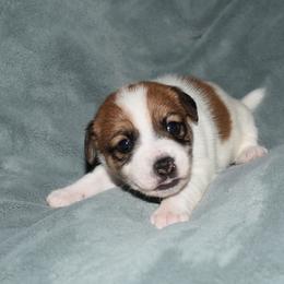 Joy Girl 1 - White and tan female Russell Terrier puppy in Middletown, Virginia from DBF Russell Terriers
