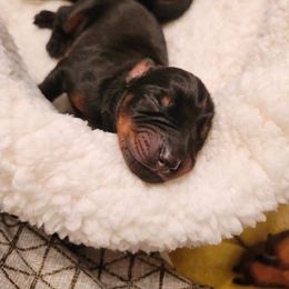 Dachshund and Doberman Pinscher Puppies from Cornerstone Dobermans and Dachshunds
