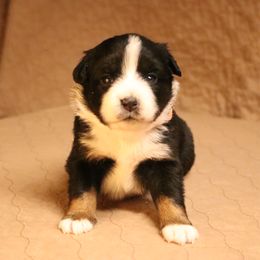 Australian Shepherd Puppies from Lost Coast Aussies