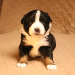 Australian Shepherd Puppies from Lost Coast Aussies