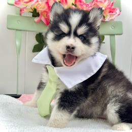 Buzz - Black and white male Pomsky puppy in Venus, Pennsylvania from Hemlock Pines Pomsky