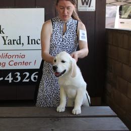 Sunshine - Golden Retriever