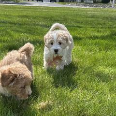 Double Doodles from Krystle’s Premier Doodles