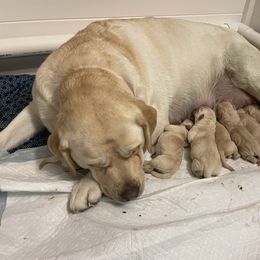 Labrador Retriever Puppies from Southern Sunshine Labradors