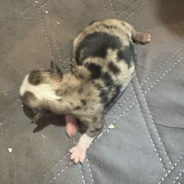 Woody - Blue merle male Miniature Australian Shepherd puppy in Stuart, Iowa from Arbor Hill Aussies