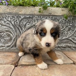 Berry - Blue merle male Toy Australian Shepherd puppy in Lumberton, Mississippi from Talowah Aussies