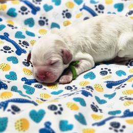 Snickers - Lemon and white male English Springer Spaniel puppy in Westover, Maryland from Sterling's springer Haven