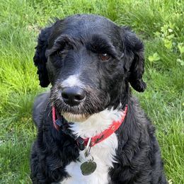 Emily - Portuguese Water Dog