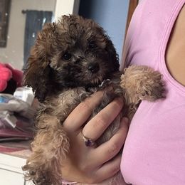 Rocky - Sable male Poodle puppy in Winter Haven, Florida from Herdez’s Poodles