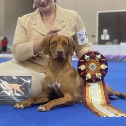Rhodesian Ridgebacks from Reflection Rhodesian Ridgebacks