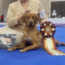 Rhodesian Ridgebacks from Reflection Rhodesian Ridgebacks