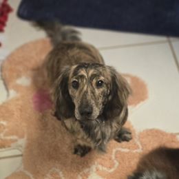 Kota - Dachshund