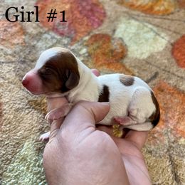 Girl 1 - Piebald Dachshund puppy in Deming, New Mexico from FoxieDoxies of New Mexico