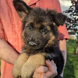 Abigail - Black and red female German Shepherd puppy in Columbus, Indiana from Stony Lonesome GSD