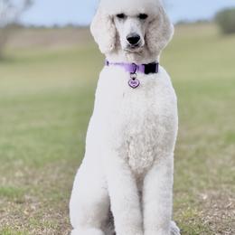 Pearl - Poodle