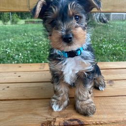 Yorkshire Terrier Puppies from Elaine’s Pup Co.