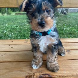 Yorkshire Terrier Puppies from Elaine’s Pup Co.