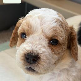 Lovie (Lime Collar) - Apricot female Australian Labradoodle puppy in Mount Gilead, North Carolina from Tillery Labradoodles