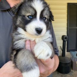 Siberian Husky Puppies from Husky Hotel