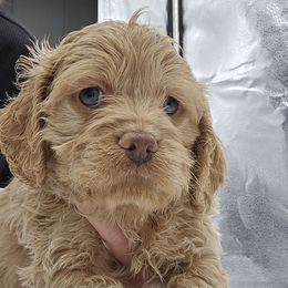 Lola - Buff Fawn Cream Female - Buff female Cockapoo puppy in Ocean Township, New Jersey from Teddy Bear Cockapoos