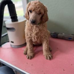 Reverie - Apricot male Poodle puppy in Brooksville, Florida from Ariella Standard Poodles & Chinese Cresteds