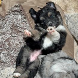 Loe - Black tri female Miniature Australian Shepherd puppy in Shingletown, California from Whiskeytown Aussies