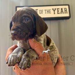 DiMaggio Blue collar - Liver roan male German Shorthaired Pointer puppy in Six Mile, South Carolina from The Proper Pointer Co.