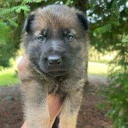 Taquito - Sable male German Shepherd puppy in Oakland, Oregon from VHM German Shepherds