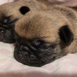 Boy 4 - Fawn male Pug puppy in Humble, Texas from Rick Barrera Pugs