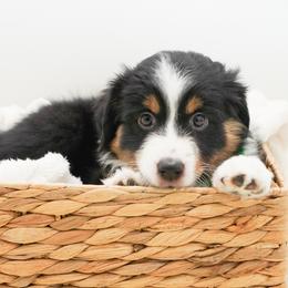 Honeybun - Black tri female Miniature American Shepherd puppy in Elmwood Park, Illinois from Goldens&MiniAussiesWithFinesse