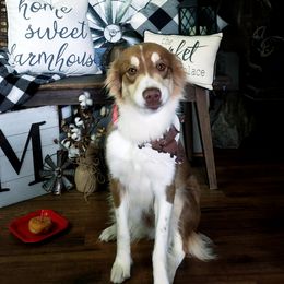 Loretta - Australian Shepherd