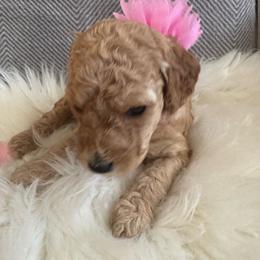 Anitta - Apricot female Goldendoodle puppy in Davie, Florida from Daviegoldendoodles