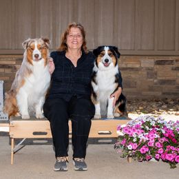Australian Shepherd puppies from Cu2 Aussies