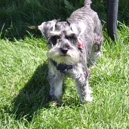 Roxy - Miniature Schnauzer