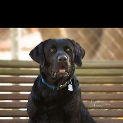 Trouble - Labrador Retriever