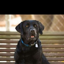 Trouble - Labrador Retriever