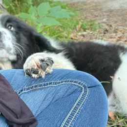 Rein OFA - White and black female Newfoundland puppy in Falmouth, Michigan from Dyer Lake Newfoundland’s