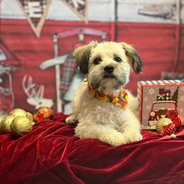 Shorkie All Grown Up from Roover's Oklahoma Shorkies