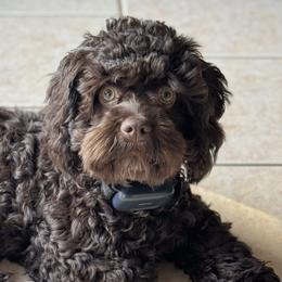 Dontrelle - Cockapoo