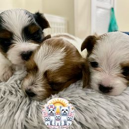 Yorkshire Terrier Puppies from Sunshine Luv Yorkies